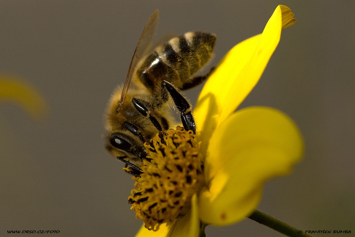 Včela medonosná (Apis mellifera)