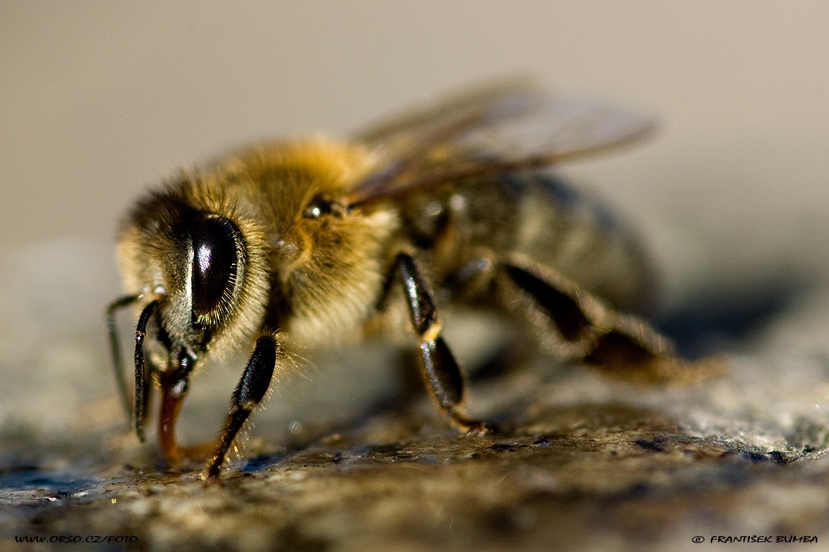 Včela medonosná (Apis mellifera)