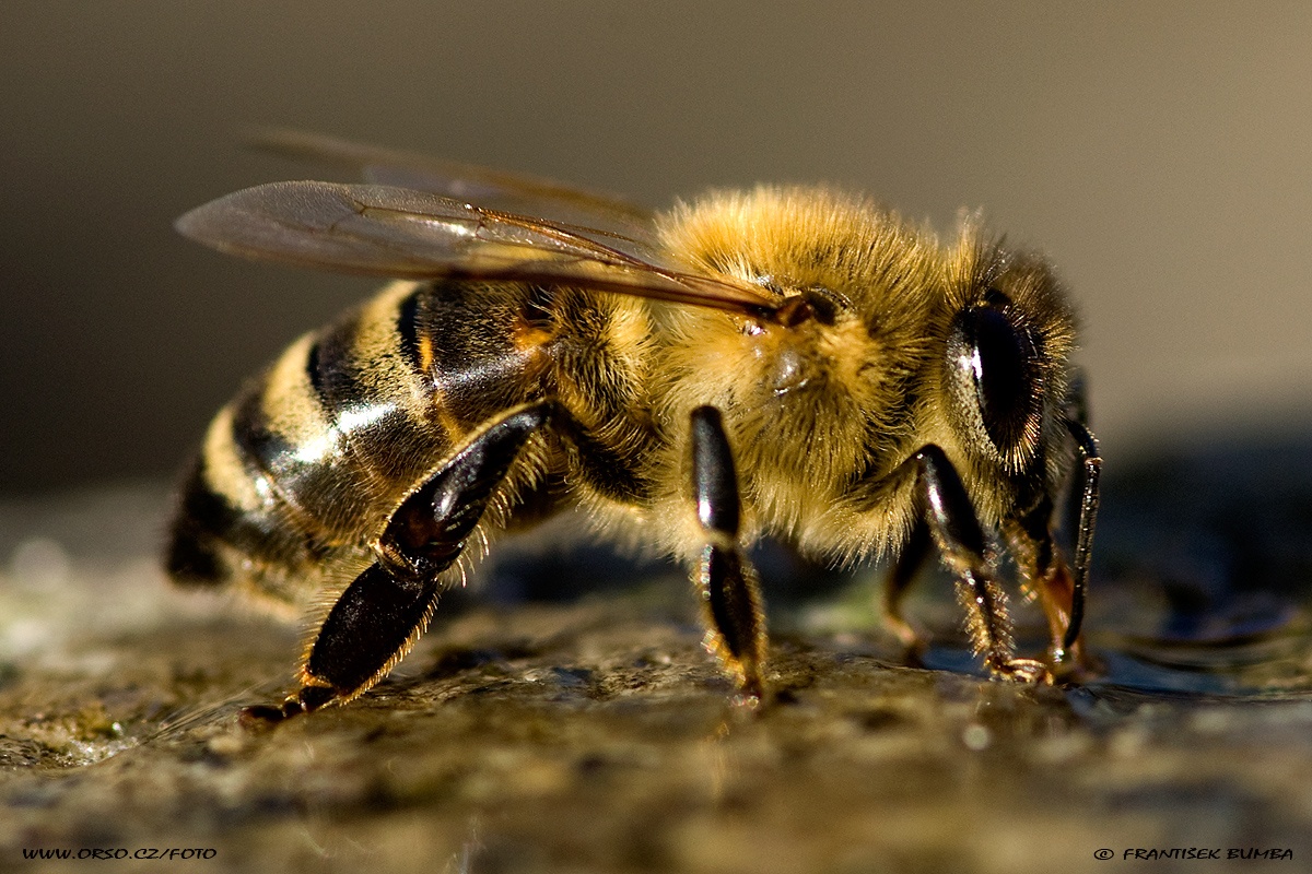 Včela medonosná (Apis mellifera)