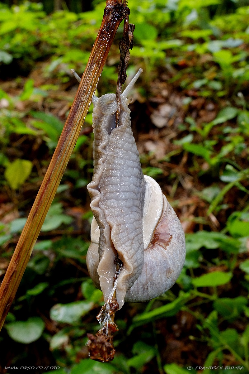 Hlemýžď zahradní (Helix pomatia) 