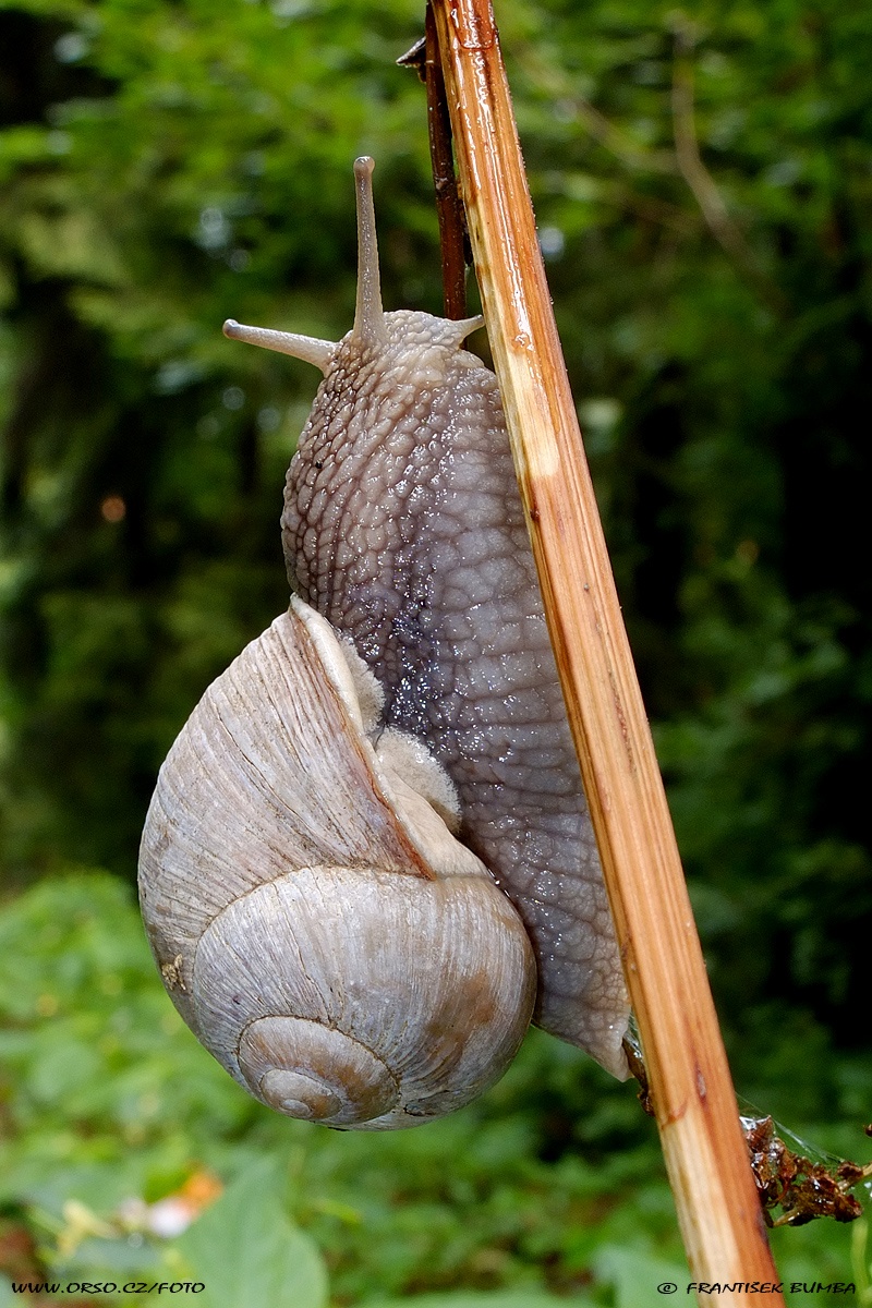 Hlemýžď zahradní (Helix pomatia) 