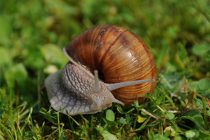 Hlemýžď zahradní (Helix pomatia) 