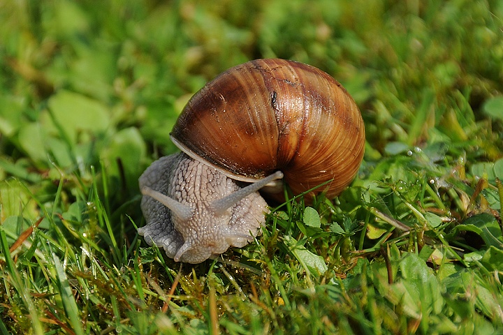 Hlemýžď zahradní (Helix pomatia) 