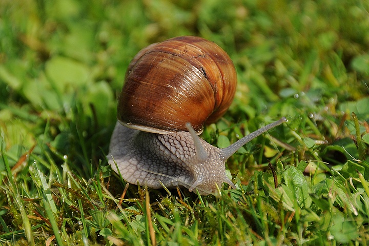 Hlemýžď zahradní (Helix pomatia) 