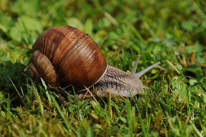 Hlemýžď zahradní (Helix pomatia) 