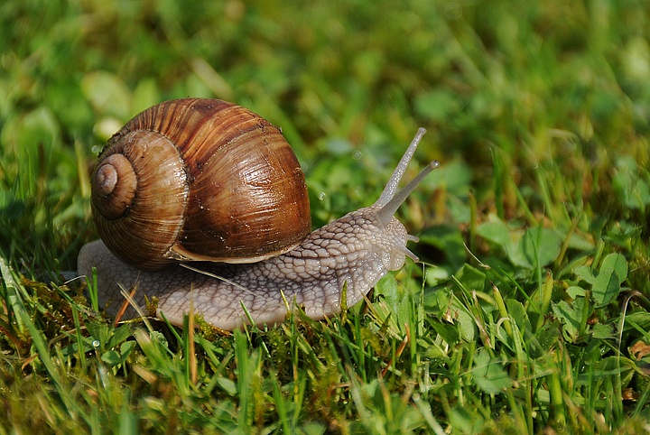 Hlemýžď zahradní (Helix pomatia) 