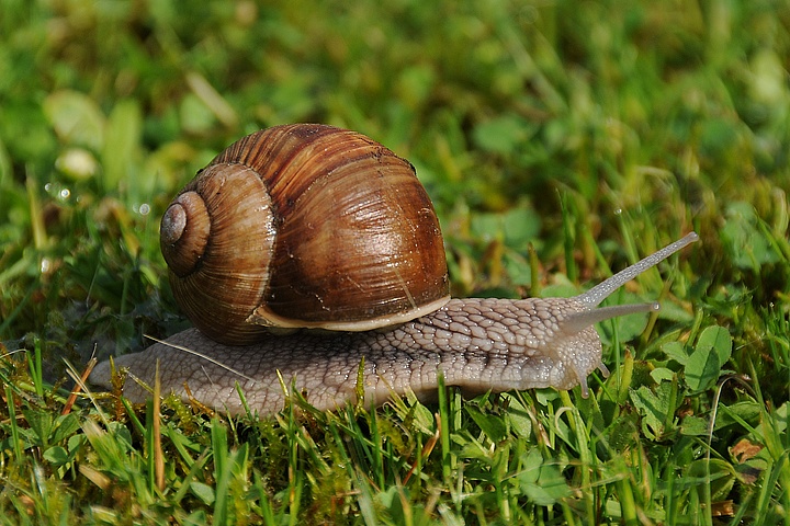 Hlemýžď zahradní (Helix pomatia) 