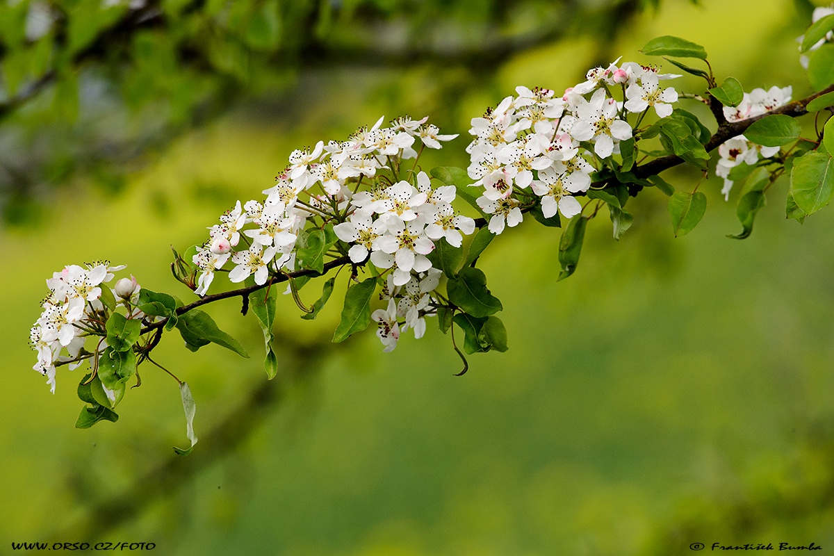 Hrušeň planá (Pyrus pyraster) 