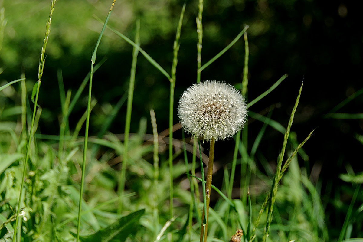 Pampeliška lékařská (Taraxacum officinale)