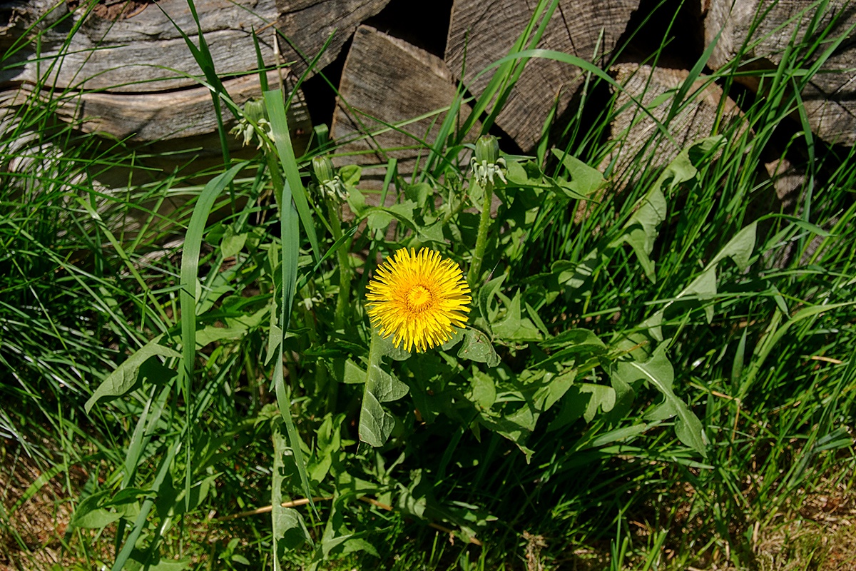 Pampeliška lékařská (Taraxacum officinale)