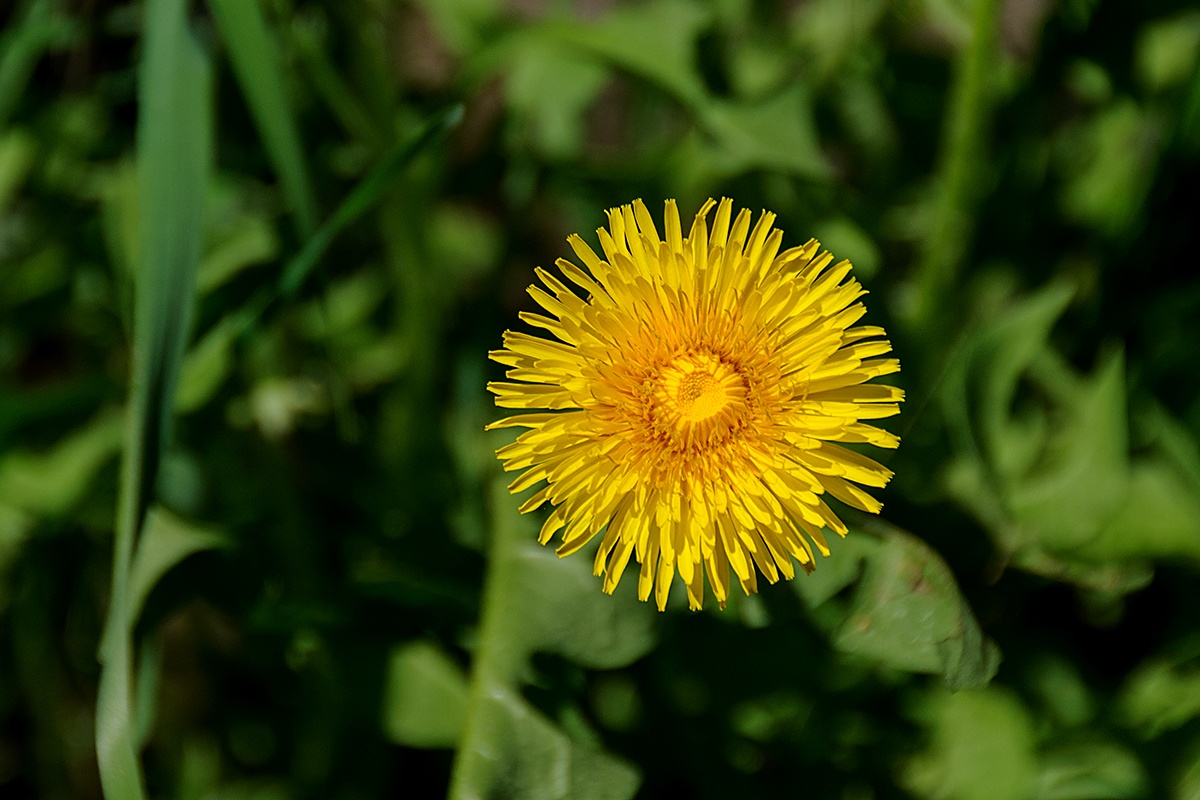 Pampeliška lékařská (Taraxacum officinale)