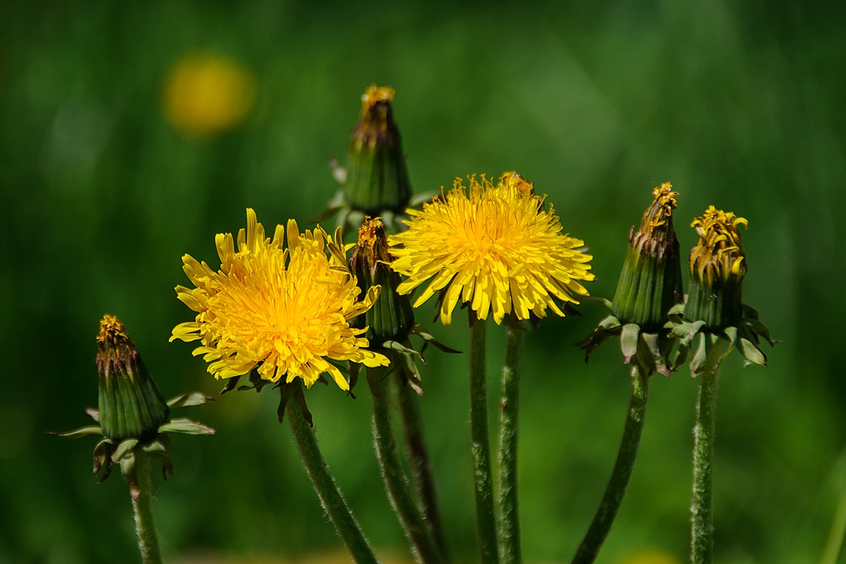 Pampeliška lékařská (Taraxacum officinale)