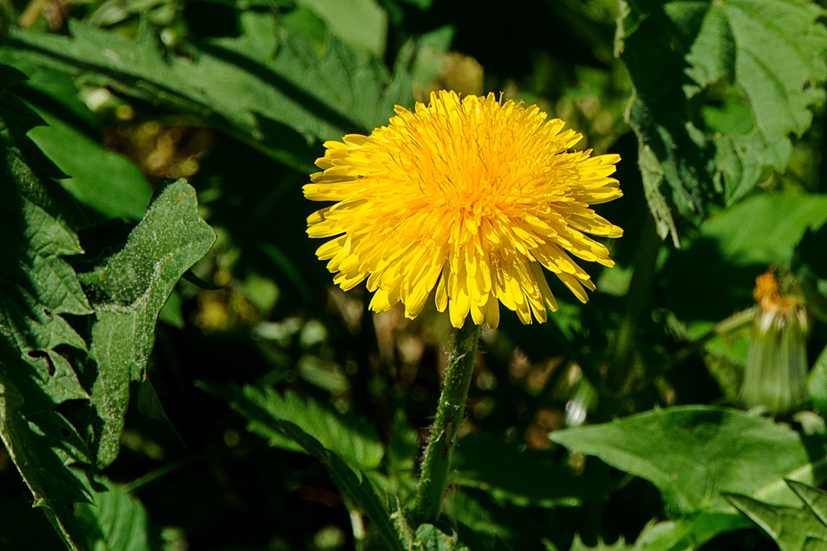 Pampeliška lékařská (Taraxacum officinale)