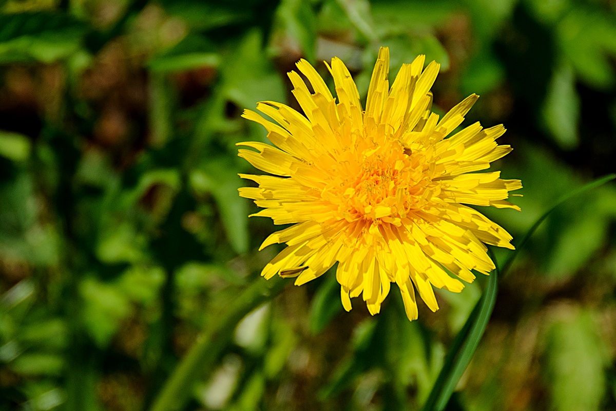 Pampeliška lékařská (Taraxacum officinale)