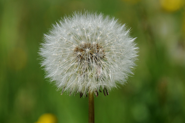 Pampeliška lékařská (Taraxacum officinale)