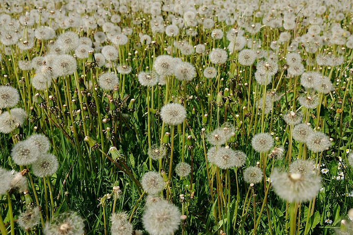 Pampeliška lékařská (Taraxacum officinale)