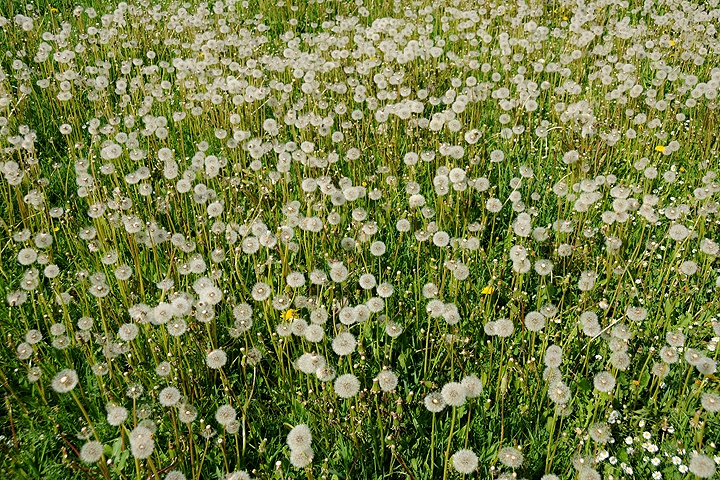 Pampeliška lékařská (Taraxacum officinale)