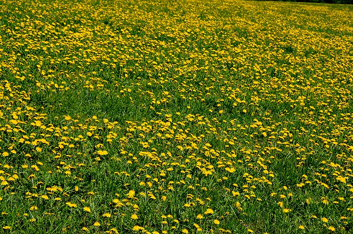 Pampeliška lékařská (Taraxacum officinale)