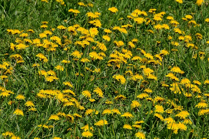 Pampeliška lékařská (Taraxacum officinale)