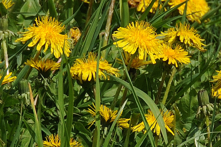 Pampeliška lékařská (Taraxacum officinale)