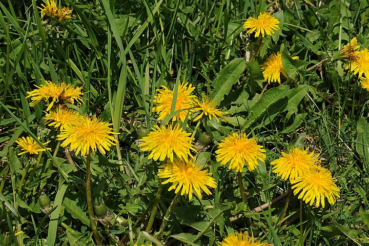 Pampeliška lékařská (Taraxacum officinale)