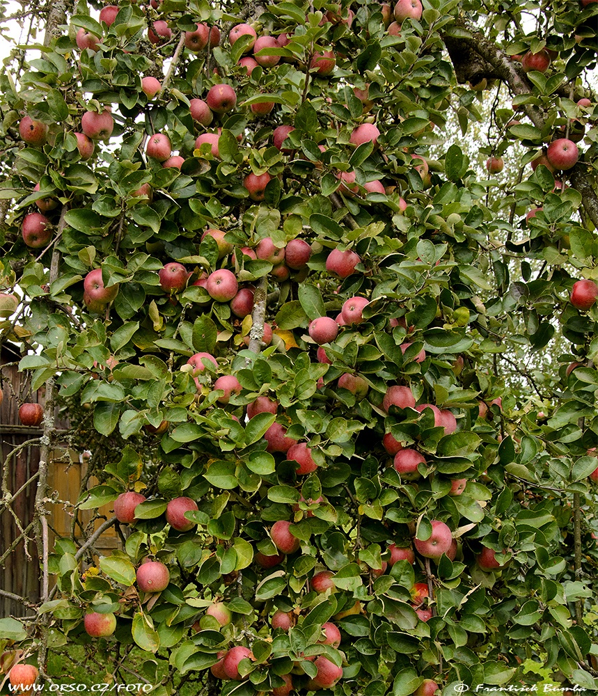 Jabloň (Malus domestica) 