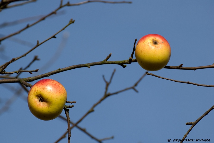 Jabloň (Malus domestica) 