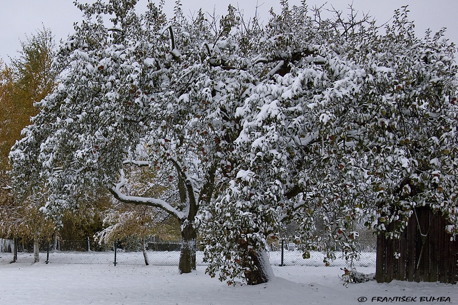 Jabloň (Malus domestica) 