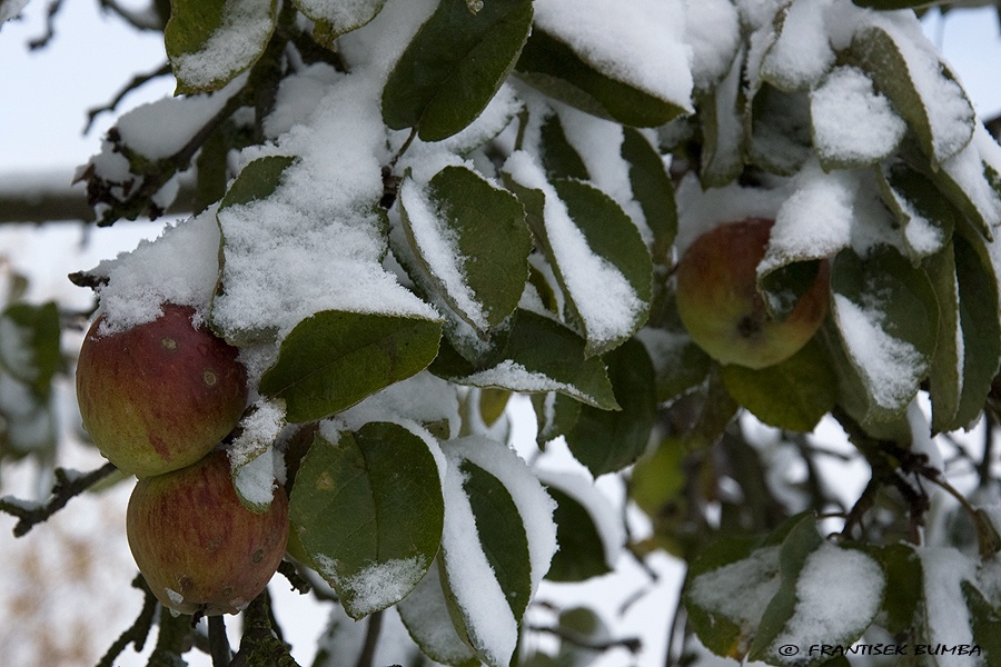 Jabloň (Malus domestica) 