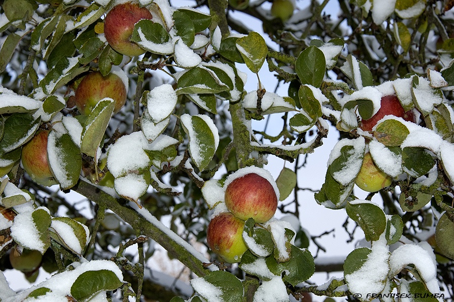 Jabloň (Malus domestica) 