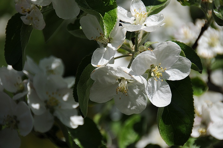 Jabloň (Malus domestica) 