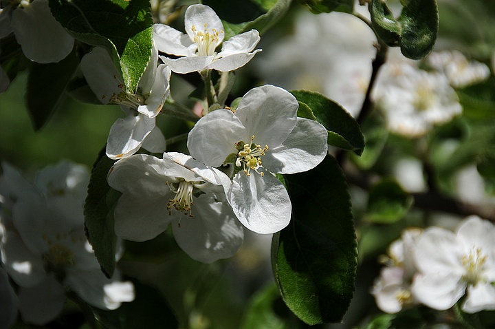 Jabloň (Malus domestica) 