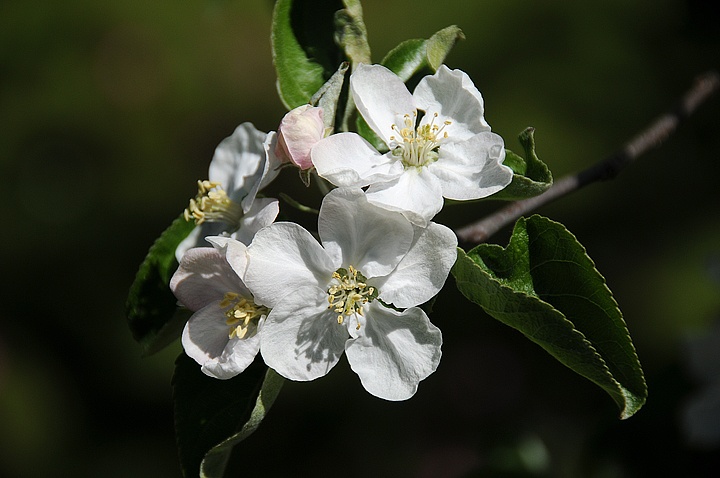 Jabloň (Malus domestica) 