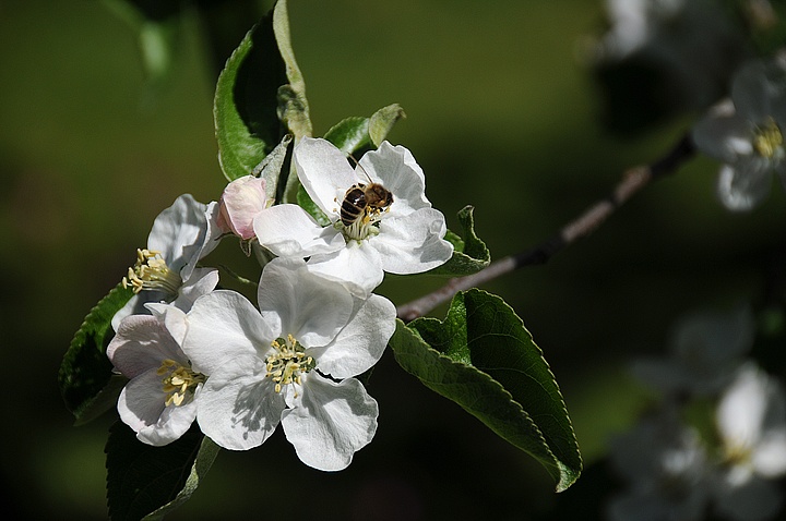 Jabloň (Malus domestica) 