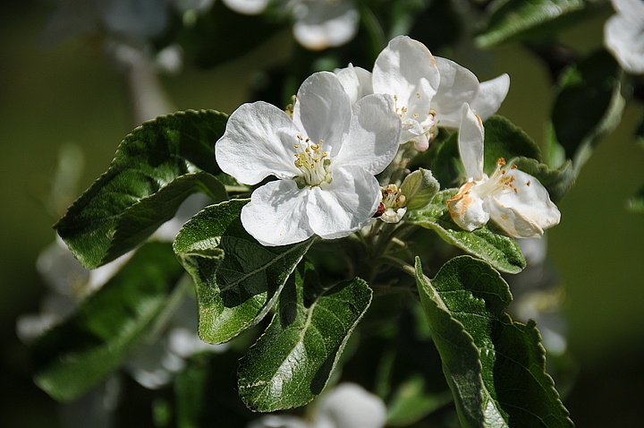 Jabloň (Malus domestica) 