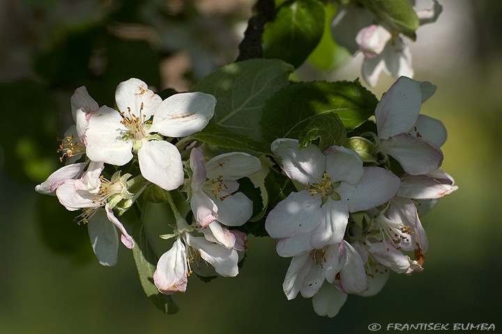 Jabloň (Malus domestica) 