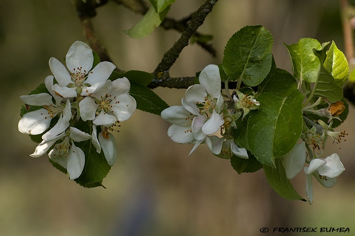 Jabloň (Malus domestica) 