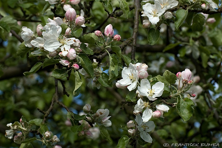 Jabloň (Malus domestica) 