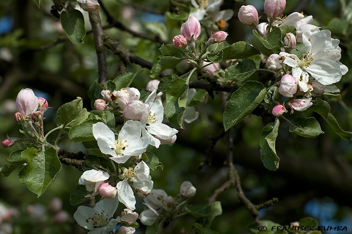 Jabloň (Malus domestica) 