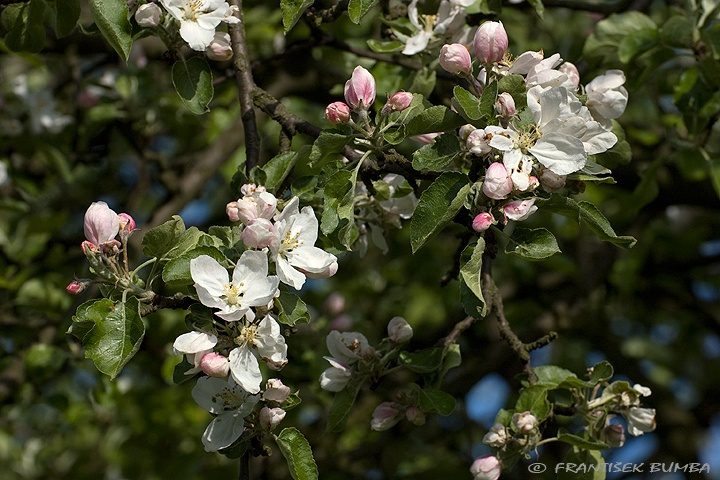 Jabloň (Malus domestica) 