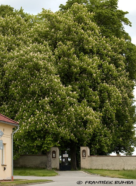 Kaštan koňský - jírovec maďal (Aesculus hippocastanum)