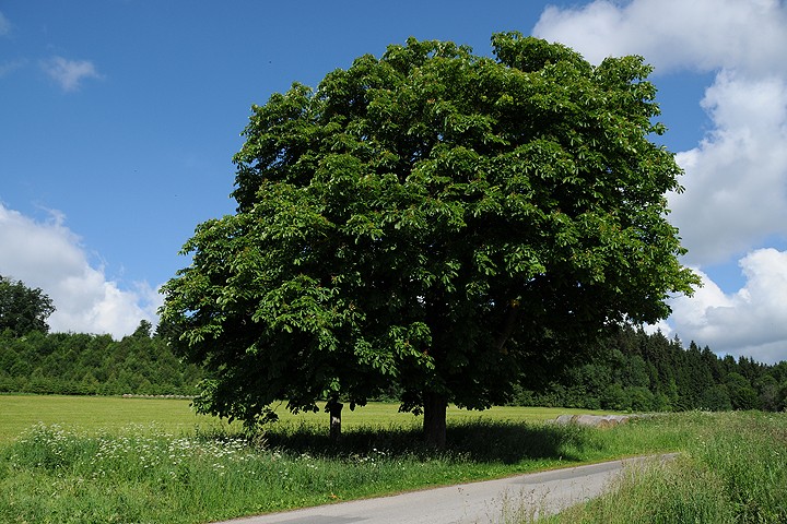 Kaštan koňský - jírovec maďal (Aesculus hippocastanum)