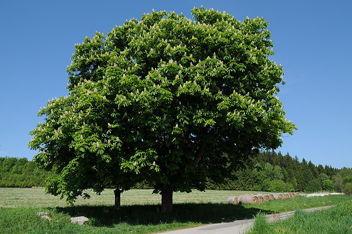 Kaštan koňský - jírovec maďal (Aesculus hippocastanum)