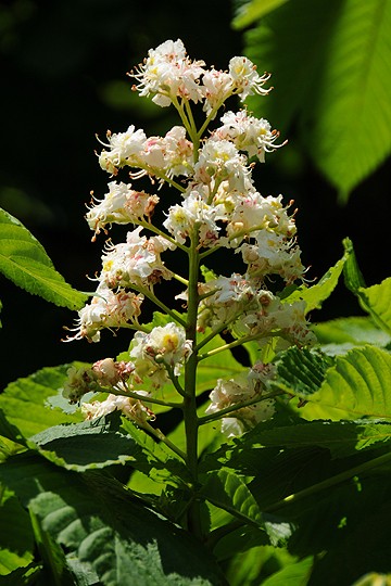 Kaštan koňský - jírovec maďal (Aesculus hippocastanum)