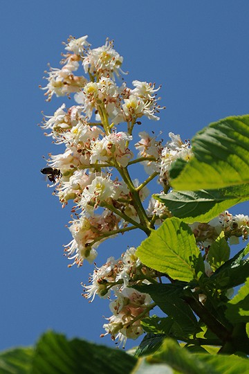 Kaštan koňský - jírovec maďal (Aesculus hippocastanum)