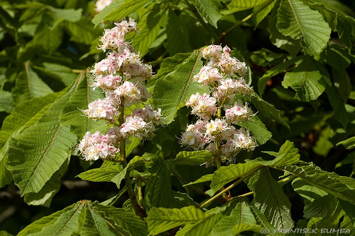 Kaštan koňský - jírovec maďal (Aesculus hippocastanum)