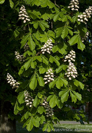 Kaštan koňský - jírovec maďal (Aesculus hippocastanum)