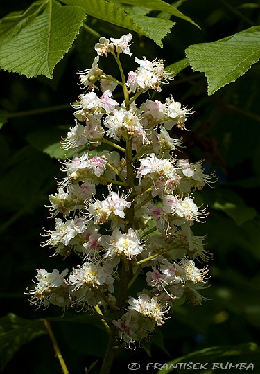 Kaštan koňský - jírovec maďal (Aesculus hippocastanum)