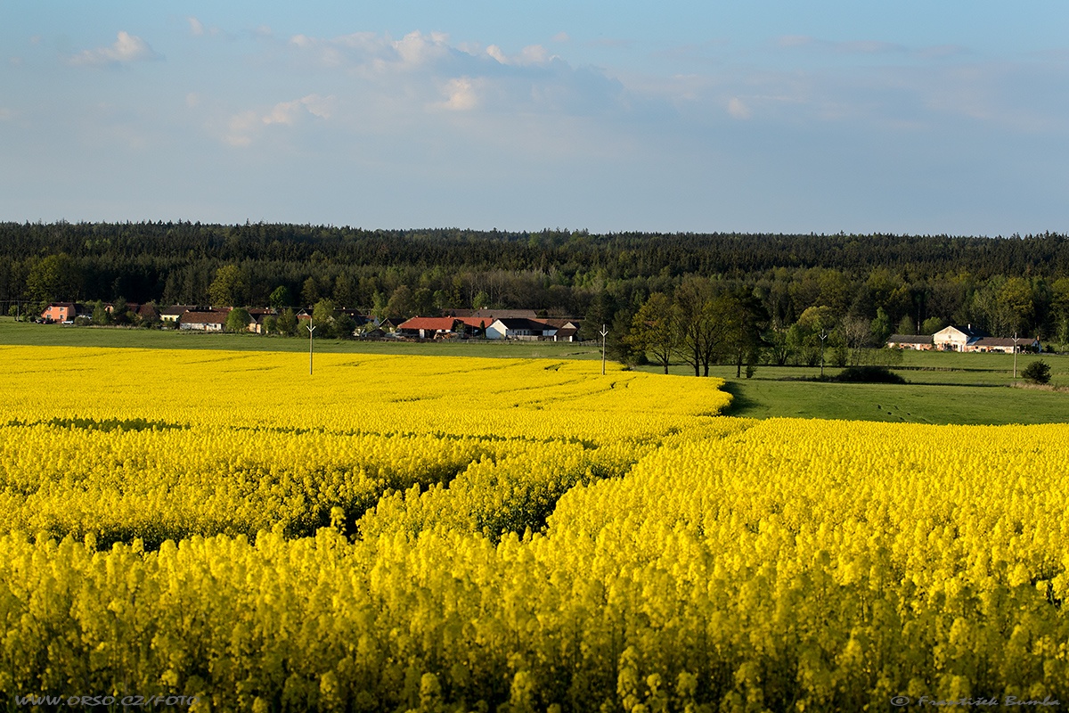 Řepka olejka (Brassica napus) 