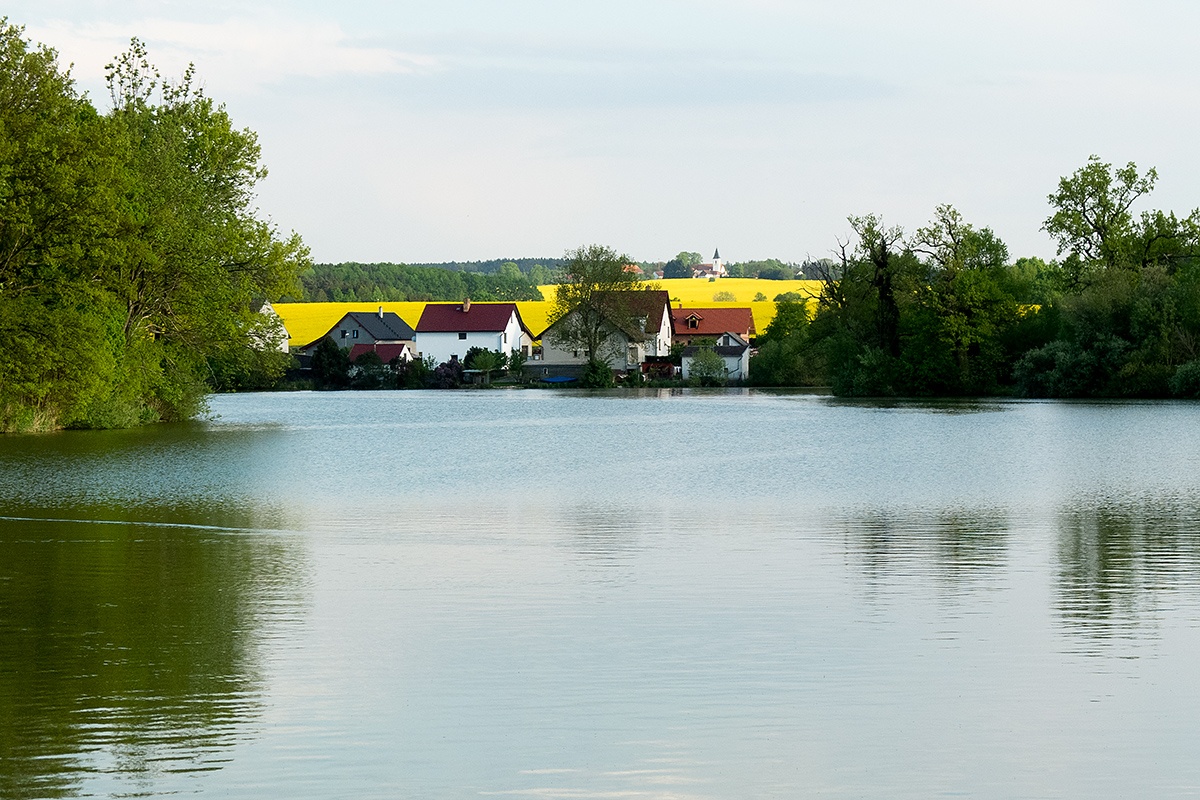 Řepka olejka (Brassica napus) 